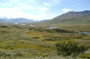 Historical milking grounds (HMGs) show a strikingly different vegetation type, even a century after they were last used for reindeer herding.