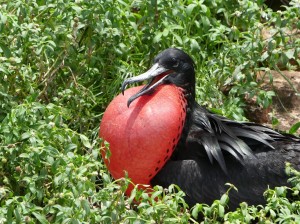 During the breeding season, Magnificent frigatebird males show an inflated scarlet gular pouch to attract the female.