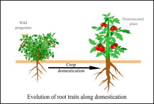 Evolution of root traits along crop domestication. Drawing by NMR.