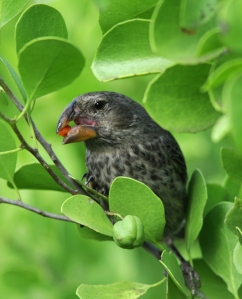 The evolution of Darwin’s finch beaks in Galapagos likely alters plant communities. Photo credit: Andrew P. Hendry