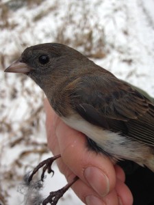 This is a photo of a migratory, female dark-eyed junco. You can tell because she has a lot of brown plumage and a pink bill. (Photo Credit: Allie Byrd)