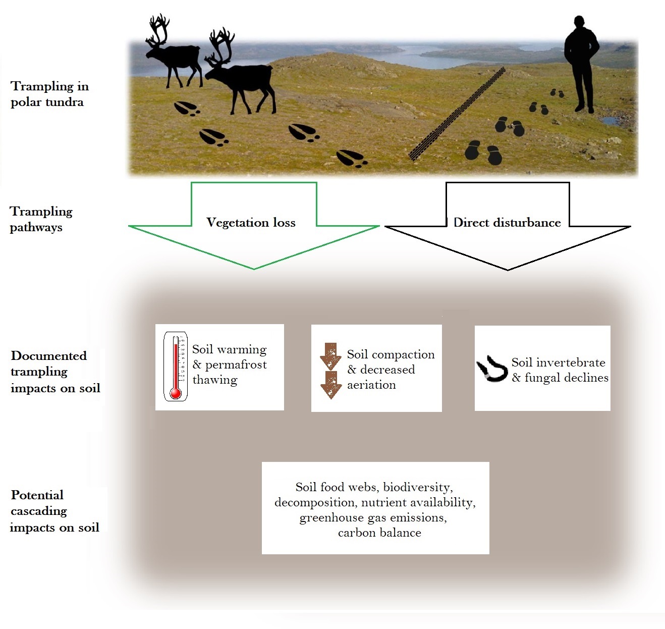 Trampling by large animals and human activities shape polar tundra soils.