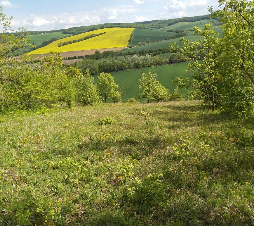 Semi-dry grassland in the Pannonian region of Southern Moravia, Czech Republic. Author: Josep Padullés Cubino