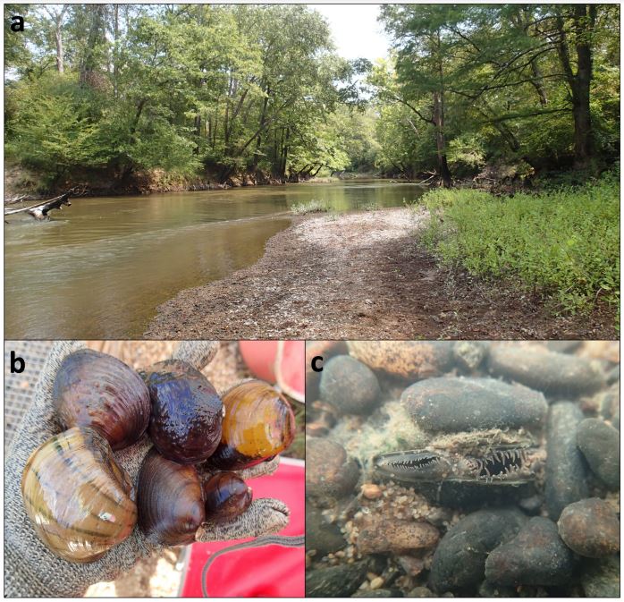 The study was conducted across multiple sites in the Sipsey River, USA (A) which hosts a diverse community of freshwater mussels that vary in shell morphology and other attributes such as nutrient excretion rates (B). Freshwater mussels filter-feed, excrete, and egest as they are buried in the stream substrate (C). (Photos: Carla Atkinson (A), Clay Magnum (B), Carla Atkinson (C))