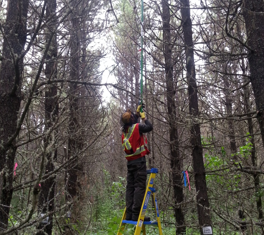 One of our research assistants was collecting needle samples in a lodgepole pine trial. A big challenge we faced in this study was to collect samples from these very tall trees! PLS photo credit: Thomas tree improvement lab (https://people.ales.ualberta.ca/barbthomas/)