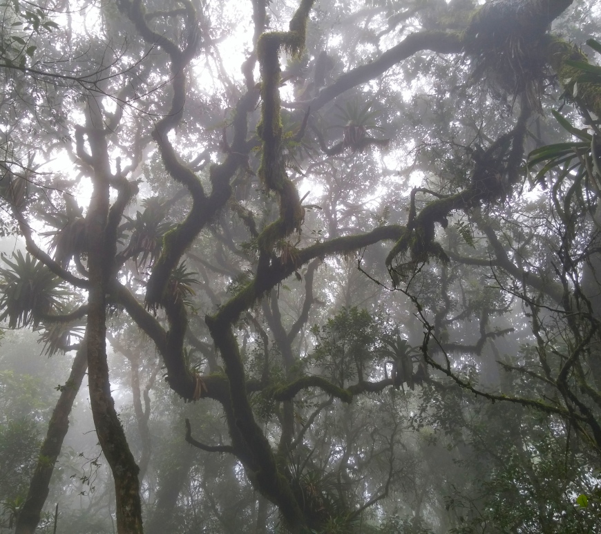 Presence of clouds in the understory of a TMCF in the Atlantic Forest domain, in Southeastern Brazil. The presence of clouds are common in this forest, reducing the light availability and increasing the water input in the system.