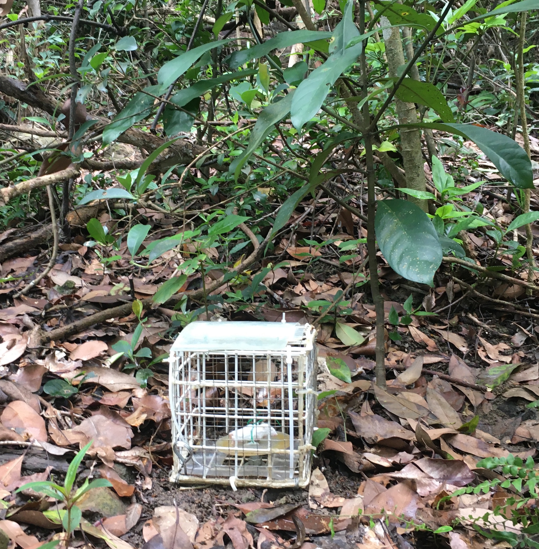 Mouse in a cage: Experimental design to filter arthropod access to small carrion on the forest floor